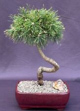 Mugo pine bonsai for sale  Patchogue