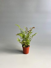 Maidenhair tree fern for sale  STOCKPORT