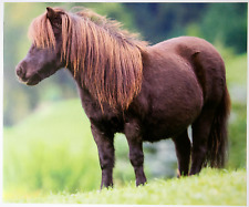 Pferdebild shetland pony gebraucht kaufen  Langen