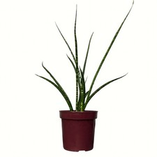 Mikado snake plant for sale  Phoenix