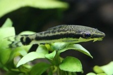Otocinclus catfish algae for sale  Macomb
