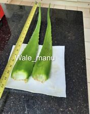Queen aloe vera for sale  BROMLEY