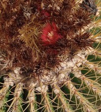Echinocactus grusonii golden for sale  North Las Vegas