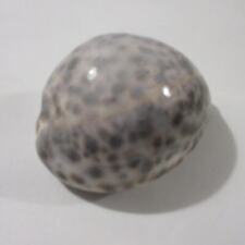 Cypraea tigris tiger for sale  Saco