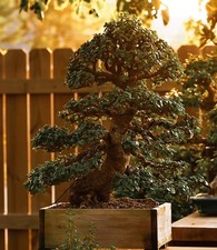 Veryrare lillput portulacaria for sale  UK