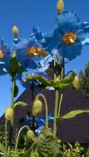 463w giant poppy gebraucht kaufen  Dettingen an der Erms