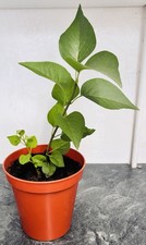 Syringa vulgaris common for sale  ST. ALBANS