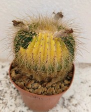 notocactus usato notocactus usato Brindisi