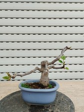 Bonsai ficus carica gebraucht kaufen  Augsburg