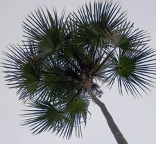 Samen indoor palme gebraucht kaufen  Calw