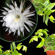 Epiphyllum chrysocardium fern for sale  LEIGH