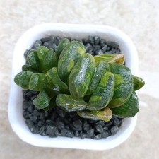 Haworthia ’Seiko nishiki’ variegada planta suculenta rara, usado comprar usado  Enviando para Brazil