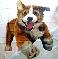 Welsh corgi dog for sale  Oswego