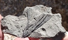 Detailed crinoid goniocrinus for sale  Hesperia