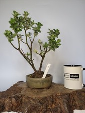 outdoor bonsai trees for sale outdoor bonsai trees for sale ELGIN