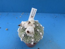 Astrophytum asteras hybrid for sale  HALESOWEN