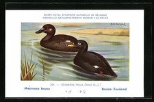Künstler-AK Hubert Dupond: Macreuse brune, Melanitta fusca fusca, Erpel und Ent  comprar usado  Enviando para Brazil