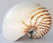 Natural chambered nautilus for sale  La Mesa