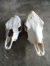 Lot real cow for sale  Winchester