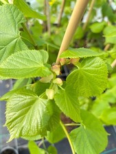 Tilia europaea pallida for sale  NEWRY