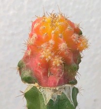 Myrtillocalycium polyp chimera usato  Lecce