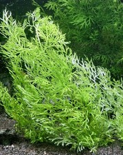 Ceratopteris thalictroides wat for sale Ceratopteris thalictroides wat for sale  WALLSEND