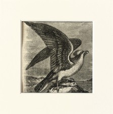 Osprey print c.1880 for sale  NORWICH