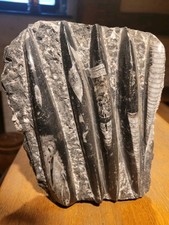 Rthoceras fossilien platte gebraucht kaufen  Büddenstedt