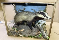 Antica tassidermia tasso usato Antica tassidermia tasso usato  Rozzano