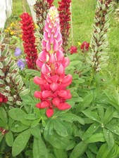 Graines lupin uni d'occasion  Hommarting