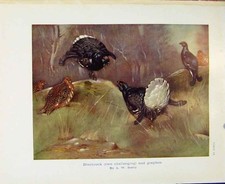 Old antique print for sale  UK