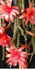 Rat tail cactus. for sale  BARKING