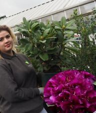 Rhododendron marcel menard for sale  HARLOW