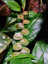 Marcgravia umbellata cutting for sale  ELLESMERE PORT
