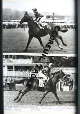 1967 photo horse d'occasion  Expédié en Belgium