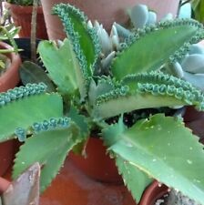 Vaso2 piantine bryophyllum usato  Barcellona Pozzo di Gotto