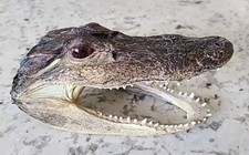 Vintage taxidermy baby for sale  Pueblo