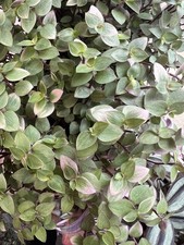 Tradescantia rooted callisia for sale  DARWEN