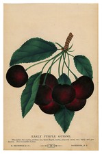 Cherries seed catalog for sale  Myrtle Beach