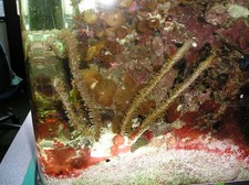 marine corals for sale  MALPAS