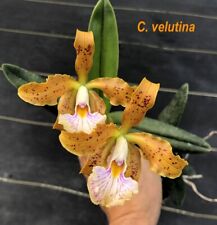 Select sale cattleya for sale  Melbourne