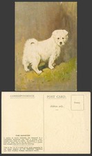 Samoyed dog puppy for sale  UK