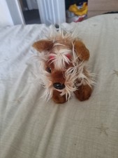 Keel yorkshire terrier for sale  BURY ST. EDMUNDS