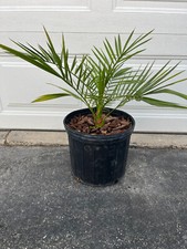 Silver date palm for sale  Saukville