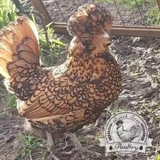 Polish bantam eggs. for sale  SPILSBY