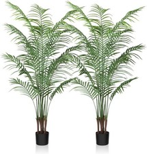 6ft palm tree for sale 6ft palm tree for sale SALFORD