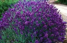 Lavender hidcote aromatic for sale  WORKSOP