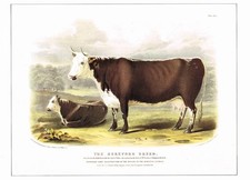 Hereford breed cattle for sale  DEREHAM