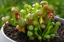 Darlingtonia californica cobra usato  Torino