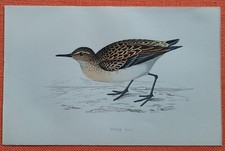 Little stint zwergstrandläufe gebraucht kaufen  Lauenburg/ Elbe